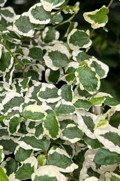 Variegated Creeping Fig - Ficus Pumila 'Variegata' - 6 Pack Of Pint Pots