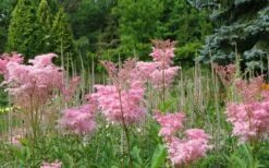 Venusta Queen Of The Prairie (Filipendula) - 1 Gallon Pot -Wilson Bros Gardens Shop filipendula rubra venusta queen of the prairie 2