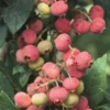 Blueberry 'Florida Rose' (Vaccinium Ashei)