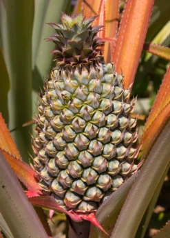 Pineapple 'Florida Special' (Ananas Comosus) -Wilson Bros Gardens Shop floridaspecialspinelesspineapplesowexotic 1