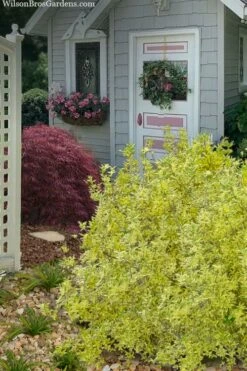 Believe It Or Not Forsythia - 2 Gallon Pot -Wilson Bros Gardens Shop forsythia believe it or not 11
