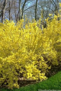 Believe It Or Not Forsythia - 2 Gallon Pot -Wilson Bros Gardens Shop forsythia believe it or not 3