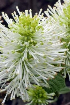 Dwarf Fothergilla - 1 Gallon Pot -Wilson Bros Gardens Shop fothergilla gardenii dwarf witch alder 1