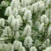 Dwarf Fothergilla - 1 Gallon Pot