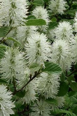 Dwarf Fothergilla - 1 Gallon Pot -Wilson Bros Gardens Shop fothergilla gardenii dwarf witch alder 3