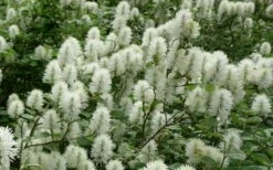 Dwarf Fothergilla - 1 Gallon Pot -Wilson Bros Gardens Shop fothergilla gardenii dwarf witch alder 4