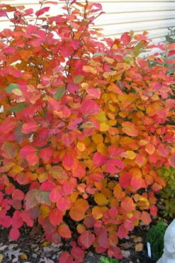 Dwarf Fothergilla - 1 Gallon Pot -Wilson Bros Gardens Shop fothergilla gardenii dwarf witch alder 5