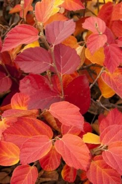 Dwarf Fothergilla - 1 Gallon Pot -Wilson Bros Gardens Shop fothergilla gardenii dwarf witch alder 6