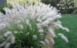 Hameln Dwarf Hardy Fountain Grass (Pennisetum) - 1 Gallon Pot -Wilson Bros Gardens Shop fountain20grass20hameln 1