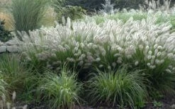 Hameln Dwarf Hardy Fountain Grass (Pennisetum) - 1 Gallon Pot -Wilson Bros Gardens Shop fountain20grass20hameln202 1