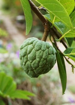 Sugar Apple 'Thai Lessard' (Annona Squamosa L) -Wilson Bros Gardens Shop fresh green Sugar Apple fruit in nature garden 195d8472 7b7e 4d0a 976c 15b14aaced55