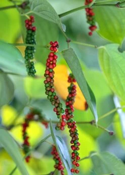 Black Pepper Vine (Piper Nigrum)