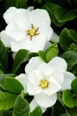 Buttons Gardenia - 6 Pack Of 1 Gallon Pots -Wilson Bros Gardens Shop gardenia buttons 1 2