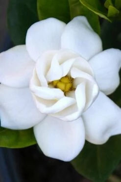 Buttons Gardenia - 3 Gallon Pot