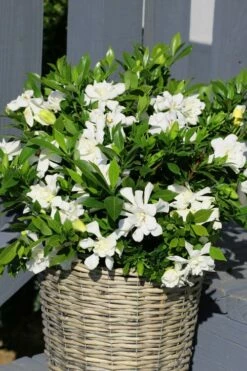 Celestial Star Gardenia - 1 Gallon Pot -Wilson Bros Gardens Shop gardenia celestial star 3
