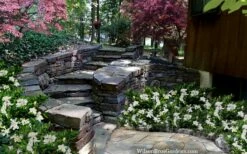 Celestial Star Gardenia - 1 Gallon Pot -Wilson Bros Gardens Shop gardenia celestial star 5