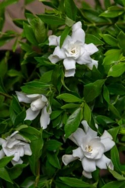 Fool Proof Gardenia - 2 Gallon Pot -Wilson Bros Gardens Shop gardenia fool proof 4