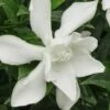 Frost Proof Gardenia - 1 Gallon Pot