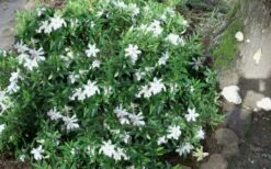 Frost Proof Gardenia - 6 Pack Of 1 Gallon Pots -Wilson Bros Gardens Shop gardenia frost proof 50 1