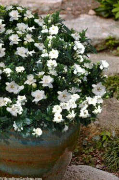 Buttons Gardenia - 6 Pack Of 1 Gallon Pots -Wilson Bros Gardens Shop gardenia jasminoides buttons 10 2