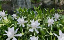 Crescent Moon Dwarf Gardenia - 1 Gallon Pot -Wilson Bros Gardens Shop gardenia jasminoides crescent moon dwarf creeping 2