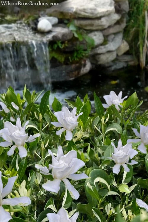 Crescent Moon Dwarf Gardenia - 6 Pack Of 1 Gallon Pots 1 Crescent Moon Dwarf Gardenia - 6 Pack Of 1 Gallon Pots