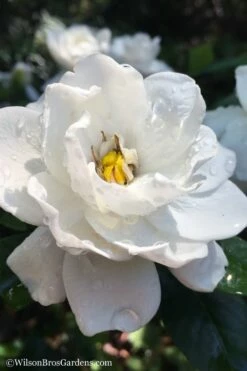 Crown Jewel Gardenia - 1 Gallon Pot -Wilson Bros Gardens Shop gardenia jasminoides crown jewel 11 1