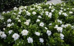 Crown Jewel Gardenia - 1 Gallon Pot -Wilson Bros Gardens Shop gardenia jasminoides crown jewel 12 1