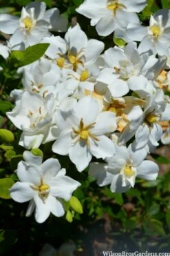 Snow Flurry Hardy Gardenia - 3 Gallon Pot -Wilson Bros Gardens Shop gardenia jasminoides snow flurry 2