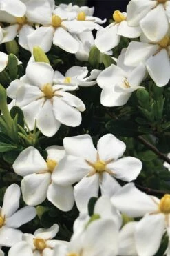 Snow Girl Hardy Dwarf Gardenia - 3 Gallon Pot -Wilson Bros Gardens Shop gardenia jasminoides snow girl 1