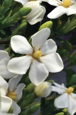 Snow Girl Hardy Dwarf Gardenia - 3 Gallon Pot -Wilson Bros Gardens Shop gardenia jasminoides snow girl 2