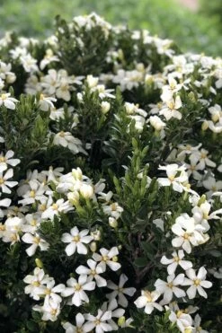 Snow Girl Hardy Dwarf Gardenia - 1 Gallon Pot -Wilson Bros Gardens Shop gardenia jasminoides snow girl 3 1