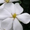 Snow Girl Hardy Dwarf Gardenia - 1 Gallon Pot