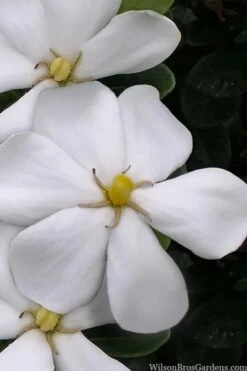 Snow Girl Hardy Dwarf Gardenia - 1 Gallon Pot