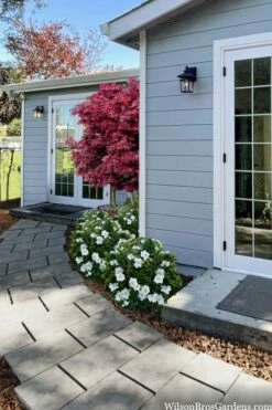 Snow Globe Gardenia - 1 Gallon Pot -Wilson Bros Gardens Shop gardenia jasminoides snow globe 3