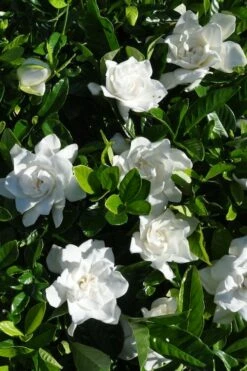 Snow Puff Hardy Gardenia - 1 Gallon Pot -Wilson Bros Gardens Shop gardenia jasminoides snow puff 2 1