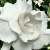 Snow Puff Hardy Gardenia - 3 Gallon Pot