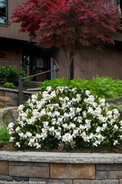 Steady As She Goes Hardy Gardenia - 3 Gallon Pot