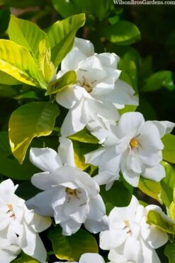Gold Doubloon Gardenia - 3 Gallon Pot -Wilson Bros Gardens Shop gardenia ogon no hana gold doubloon 3