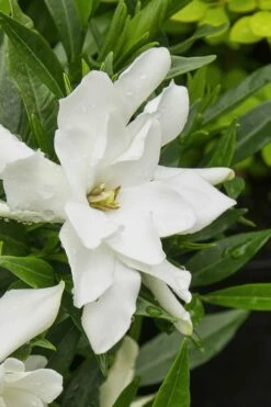 Radicans Creeping Dwarf Gardenia - 6 Pack Of 1 Gallon Pots -Wilson Bros Gardens Shop gardenia radicans 22