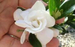 Jubilation Gardenia - 6 Pack Of 1 Gallon Pots -Wilson Bros Gardens Shop gardeniajubilation 4