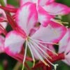 Rosy Jane Gaura (Wandflower) - 5 Pack Of Quart Pots