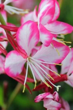 Rosy Jane Gaura (Wandflower) - 5 Pack Of Quart Pots