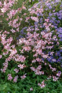 Rosy Jane Gaura (Wandflower) - 1 Gallon Pot -Wilson Bros Gardens Shop gaura lindheimer rosy jane wandflower 8 1