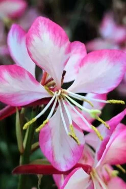 Rosy Jane Gaura (Wandflower) - 1 Gallon Pot -Wilson Bros Gardens Shop gaura lindheimer rosy jane wandflower 9 1