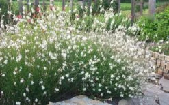 Whirling Butterflies Gaura - 1 Gallon Pot -Wilson Bros Gardens Shop gaura lindheimeri whirling butterflies wandflower 6