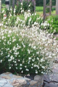 Whirling Butterflies Gaura - 1 Gallon Pot -Wilson Bros Gardens Shop gaura lindheimeri whirling butterflies wandflower 7