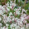 Whirling Butterflies Gaura - 1 Gallon Pot