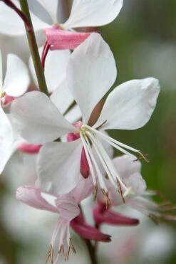 Whirling Butterflies Gaura - 1 Gallon Pot -Wilson Bros Gardens Shop gaura lindheimeri whirling butterflies wandflower 9