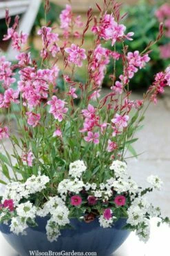 Siskiyou Pink Gaura (Wandflower) - 1 Gallon Pot -Wilson Bros Gardens Shop gaura siskiyou pink 7